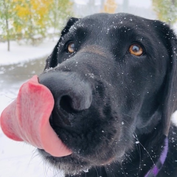 Meet your Posher, Lou - Picture 1 of 1